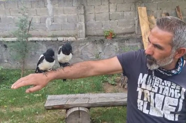 Erzincan’da ağaçtan düşen yavru kuşları sahiplenerek doğaya kazandırıyor 