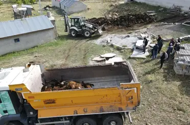 Erzincan’da ayı dehşeti: Ağıla ayı girdi,  144 küçükbaş hayvan telef oldu
