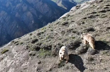 Erzincan’da ayı saldırısında yaralanan kişi ameliyata alındı 