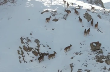 Erzincan’da dağ keçileri karlı arazide yiyecek ararken görüntülendi 