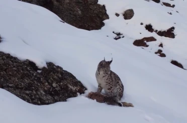 Erzincan’da "Doğadaki Kız" nesli tükenme tehlikesi altındaki vaşağı görüntüledi 