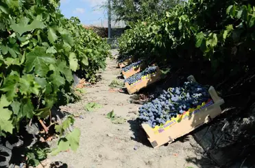 Erzincan’da dolu, Cimin üzümü bağlarını vurdu
