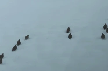 Erzincan’da keklik ve tavşan avı yasaklandı 