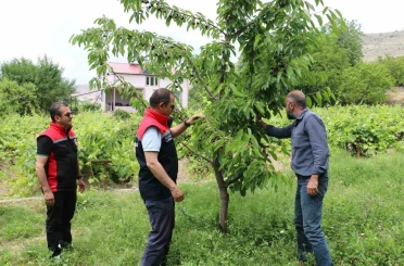 Erzincan’da kiraz hasadında bereketli sezon 
