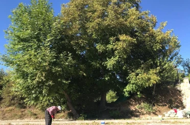 Erzincan’da köylülerin zorlu ceviz hasadı başladı