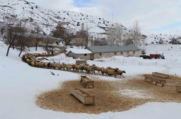 Erzincan’da küçükbaş hayvancılığa destek projesi için başvurular başladı 
