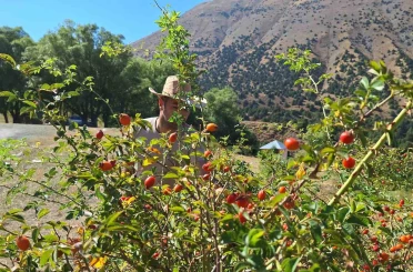 Erzincan’da kuşburnu, zorlu arazilerde toplanmaya başlandı 