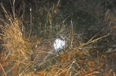 Erzincan’da şaşırtan olay: Civcivleri yiyen tilki değil kirpi çıktı 