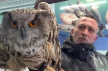 Erzincan’da soğuktan bitkin düşen baykuş vatandaşların duyarlılığıyla kurtarıldı 