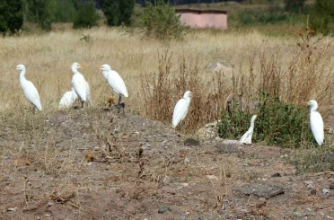 Erzincan’da süzülen kuşların göç hareketleri izleniyor