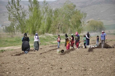 Erzincan’da tarımın görünmeyen kahramanları: Mevsimlik işçiler 