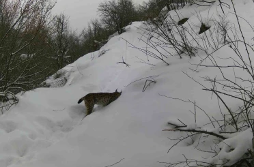 Erzincan’da vaşaktan kurda yaban hayatı kayıt altında 