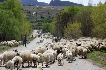 Erzincan’da yaylacılar, 5 aylık sezonun ardından dönüş yolculuğuna başladı

