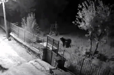 Erzincan’da yerleşim alanlarına inen ayılar vatandaşları tedirgin ediyor 