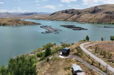 Erzincan’da yetişiyor, Trabzon ve Elazığ’da somona dönüşüyor 