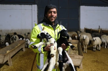 Erzincan’da yılın ilk kuzuları doğdu: Üreticilerin umudu tazelendi