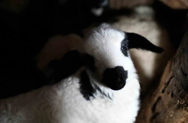 Erzincan’da yılın son kuzuları üreticilerin yüzünü güldürdü 