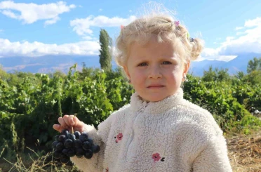 Erzincan’ın az şekerli "Cimin üzümü"nün hasadı sürüyor 