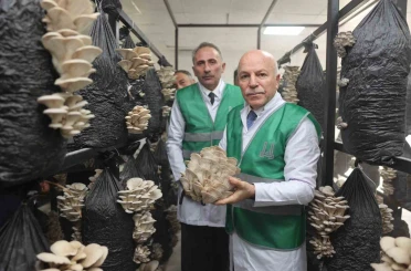 Erzurum Büyükşehir Belediyesi istiridye mantarı üretimine öncülük yaptı 