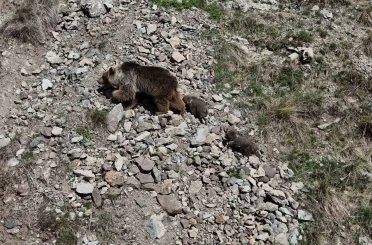 Erzurum Oltu’da bozayı iki yavrusuyla görüntülendi 