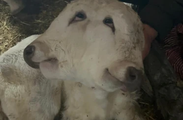 Erzurum’da çift başlı buzağı dünyaya geldi 