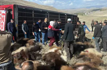 Erzurum’da hayvan yüklü tır devrildi: 130 küçükbaş hayvan telef oldu
