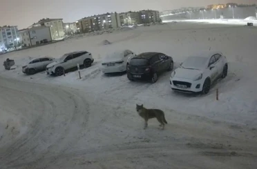 Erzurum’da kurt kent merkezine indi 