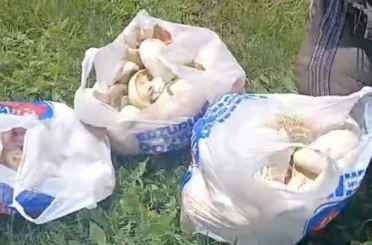 Erzurum’da sağanak yağışların ardından mantar bereketi: 45 dakikada poşetler doldu 
