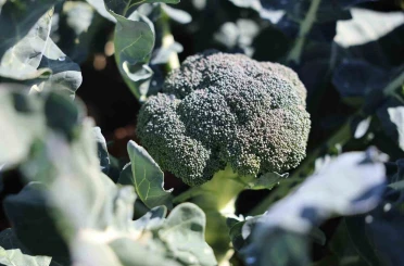 Erzurum’da tarımda yeni bir dönem: İkinci ürün Brokoli hasadı gerçekleştirildi 