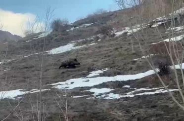 Erzurum’da yavru yaban domuzu sürüsünü arıyor 