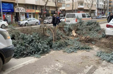 Eskişehir’de fırtına sebebiyle ağaçlar devrildi 