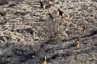 Eskişehir’de görüntülenen 8 geyik hayran bıraktı 