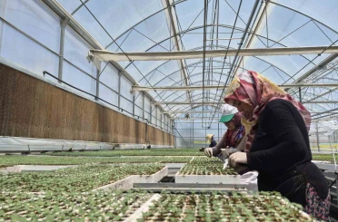Eskişehir’de jeotermal ve İtalyan teknolojili fide üretimi yapılıyor 