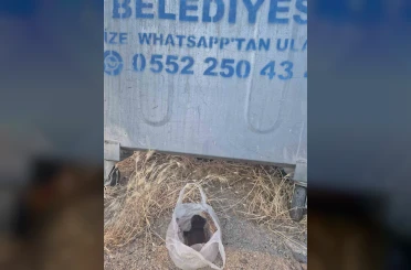 Eskişehir’de kan donduran olay: Yavru kedinin ağzını bantlayıp poşetle çöpe attılar 