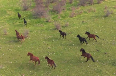 Eskişehir’deki yılkı atların özgür halleri havadan görüntülendi 