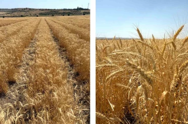 ETİ’den kurak iklim koşullarına dayanıklı yerli buğday çeşidi 