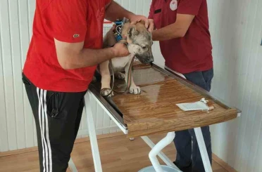 Evcil hayvan sahiplerine mikroçip uyarısı 