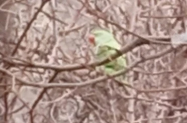 Evden kaçan papağan 2,5 yıldır doğada yaşıyor 