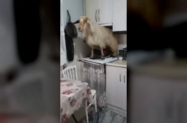 Eve kaçan keçiyi yakalayamadı..."Keçiyi polise ihbar edeceğim" diye tehdit etti 