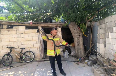 Evin bahçesinde görülen 2 karayılan paniğe neden oldu 