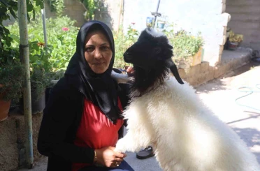Evladını lösemiden kaybeden anne, teselliyi peşinden ayrılmayan kuzuda buldu 