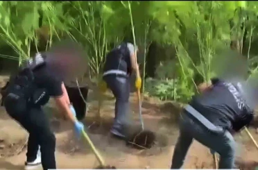 Evlerinin bahçesini uyuşturucu bahçesine çevirmişler 