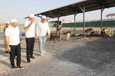 Eyyübiye, sokak hayvanları sorununu çözdü 