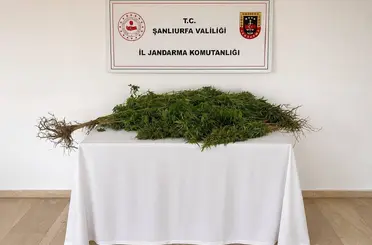 Eyyübiye’de 8 kök kenevir bitkisi ele geçirildi
