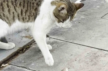 Fareden oscarlık performans: Kediden kurtuluşu ölü taklidinde aradı 