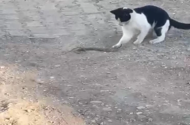 Fareyle oynar gibi yılanla oynadı, ağzıyla kapıp uzaklaştı 
