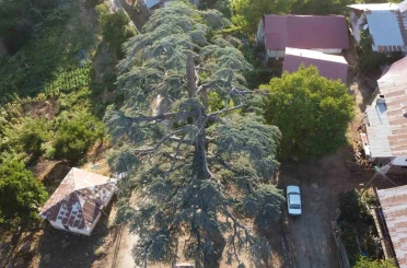 Feke’deki 6 asırlık "Toros Sediri" görenleri hayran bırakıyor 