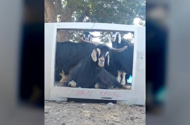 Fenomen çoban bu kez ekran başına geçen keçisine seslendirme yaptı 