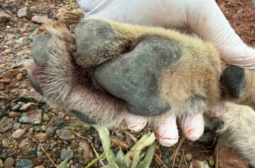 Fethiye’de aracın çarptığı kurt bilim projesine ışık tutacak 