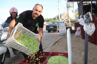 Fethiye’de zeytin hasadı başladı 